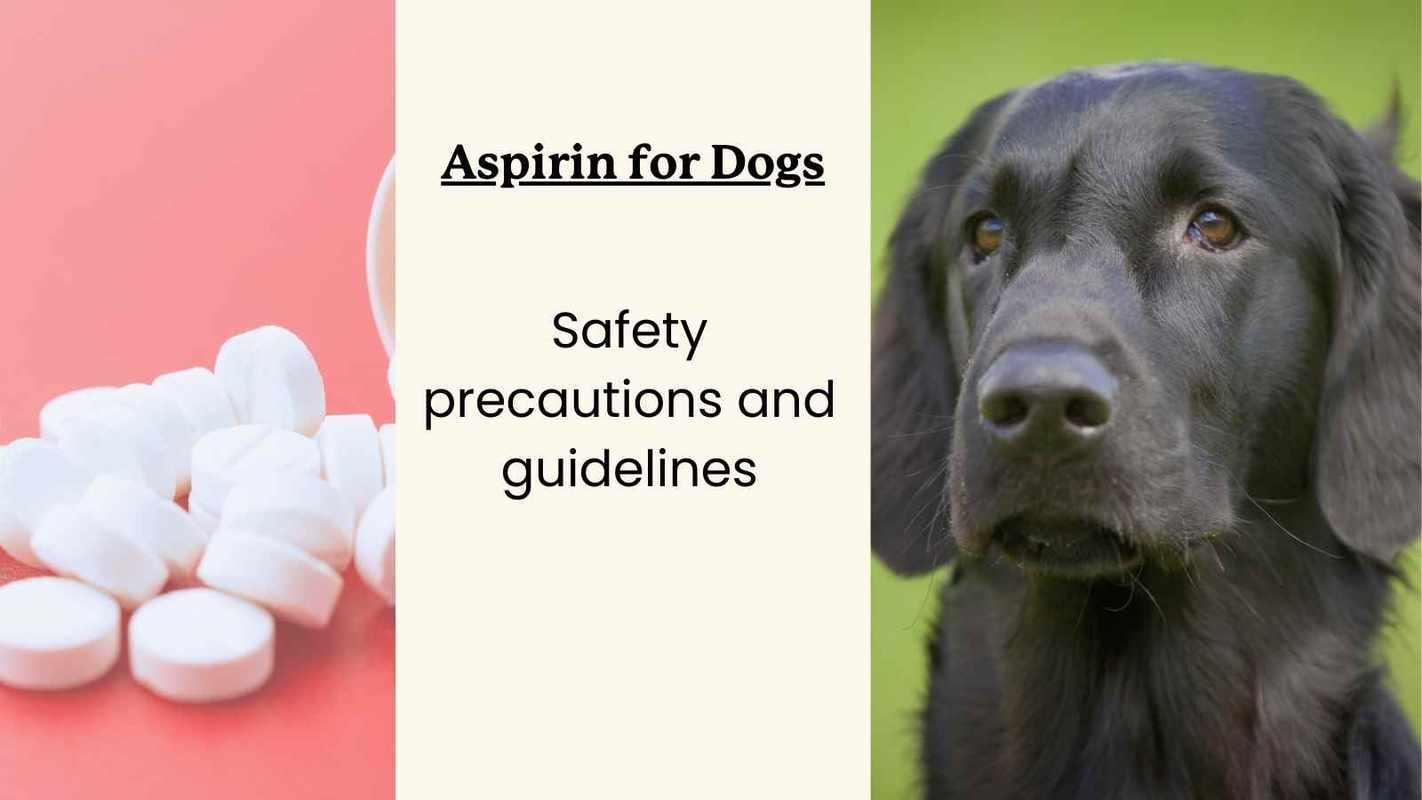 Can I Give a Dog Baby Aspirin_