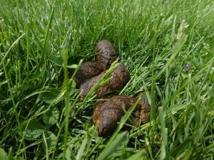 Can My Dog Get Sick from Eating Bird Poop_