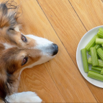Can My Dog Have Celery_1