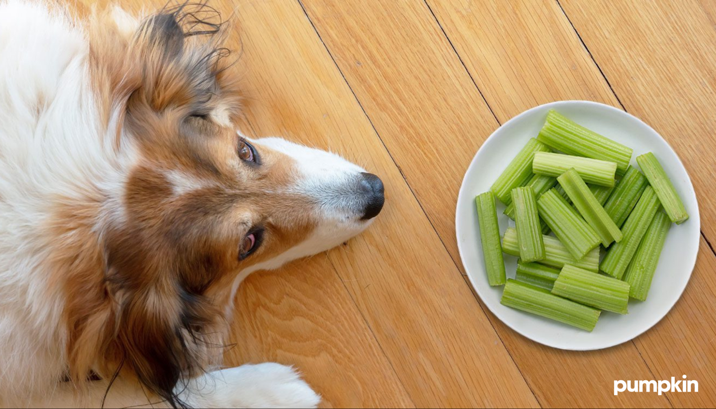 Can My Dog Have Celery