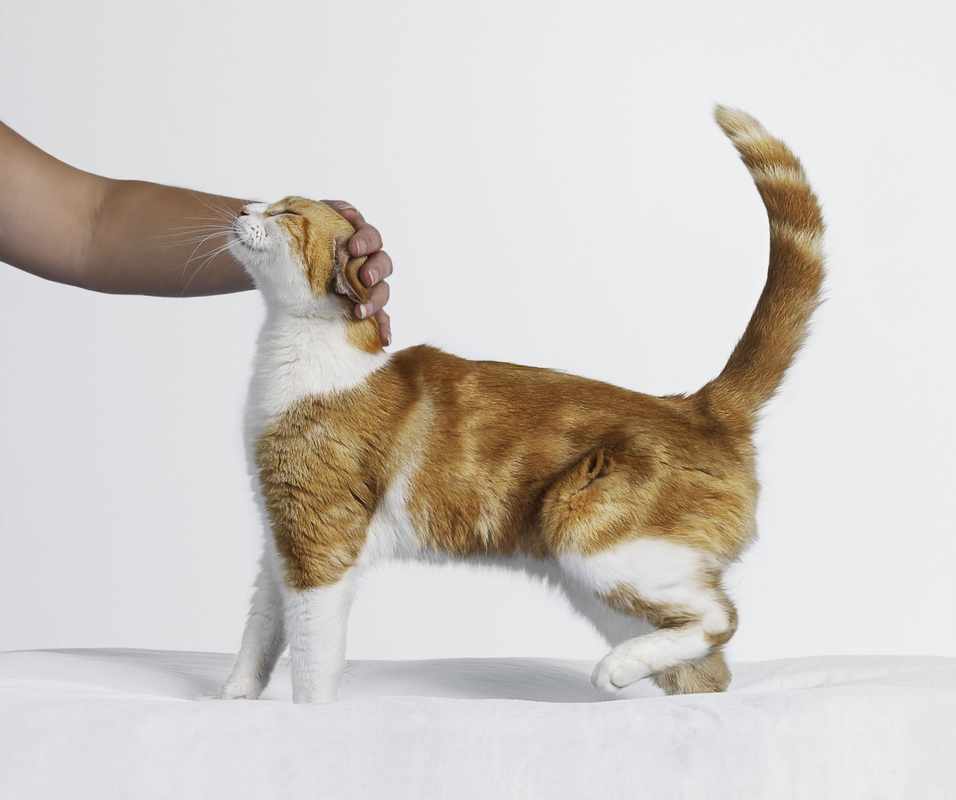 Can Spayed Cats Still Go Into Heat
