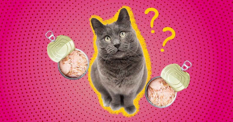 Can You Feed Your Cat Tuna