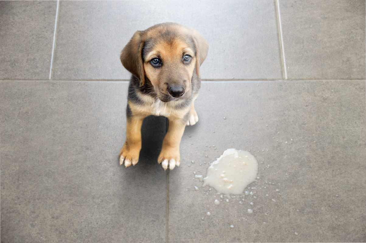 Can You Give A Dog Pepto Bismol For Throwing Up