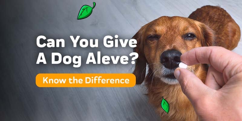 Can You Give Aleve to a Dog