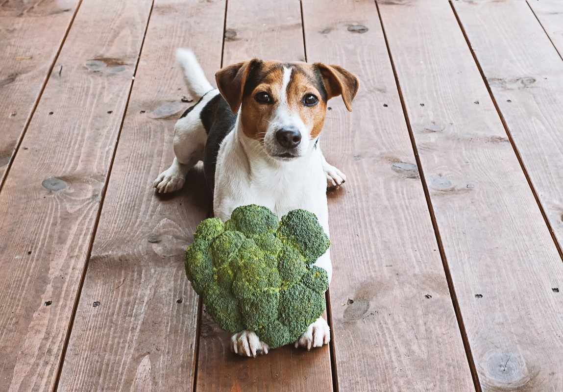 Can a Dog Eat Broccoli_