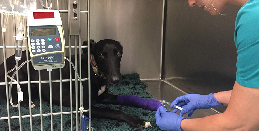 Can a Dog Recover from Eating Onions