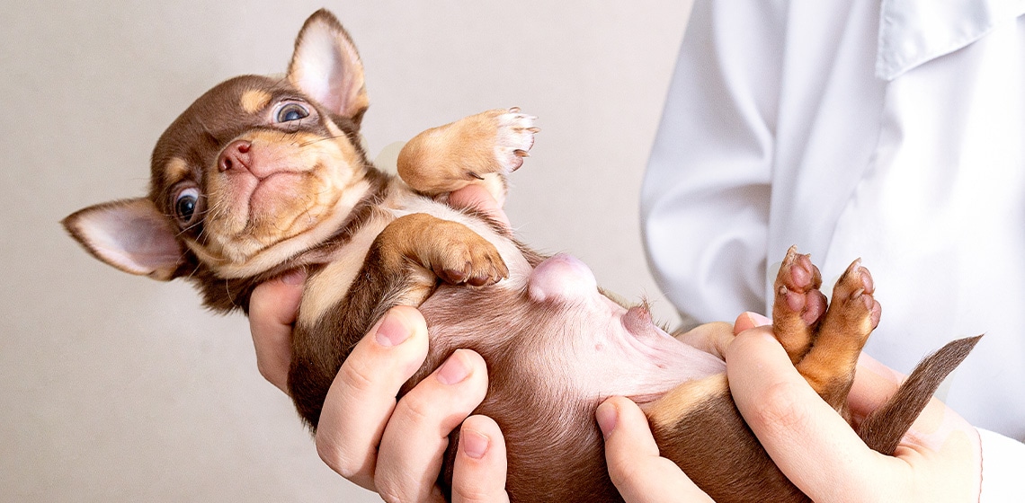 Can a Dog with a Hernia Have Puppies_