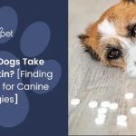 Can_a_dog_take_claritin