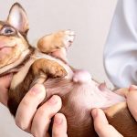 Can_a_dog_with_a_hernia_have_puppies