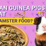 Can_a_guinea_pig_eat_hamster_food