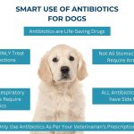 Can_antibiotics_cause_loss_of_appetite_in_dogs