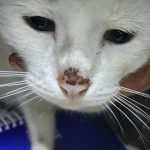 Can_cats_get_scabs_on_their_nose