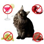 Can_cats_take_human_vitamins