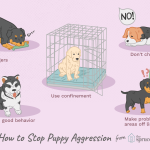 Can_crate_training_a_dog_help_stop_dominant_behavior
