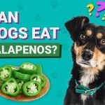 Can_dogs_eat_jalapeno_peppers