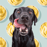 Can_dogs_eat_mashed_potatoes