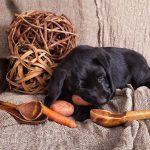Can_dogs_eat_raw_potato
