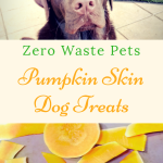 Can_dogs_eat_the_skin_of_a_pumpkin