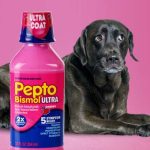 Can_dogs_have_pepto_bismol_for_gas