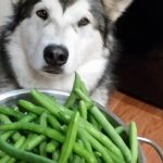 Can_dogs_have_raw_green_beans