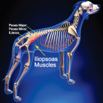 Can_dogs_pull_groin_muscles