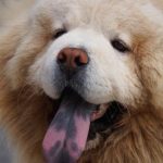 Can_dogs_take_aleve_for_arthritis