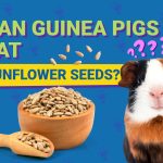 Can_guinea_pigs_eat_sunflower_seeds