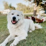 Can_i_give_my_dog_benefiber