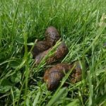 Can_my_dog_get_sick_from_eating_rabbit_droppings