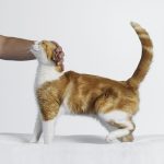 Can_spayed_cats_still_go_into_heat