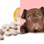 Can_you_give_a_dog_low_dose_aspirin