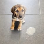Can_you_give_a_dog_pepto_bismol_for_throwing_up