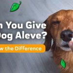 Can_you_give_aleve_to_a_dog