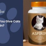 Can_you_give_cats_baby_aspirin_for_pain