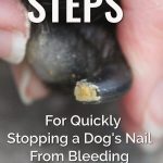 Can_you_use_baking_powder_instead_of_baking_soda_for_a_dog_s_bleeding_nail