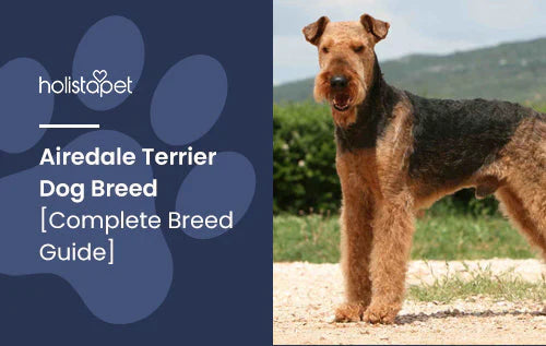 Canine Umbilical Hernia_ A Comprehensive Guide