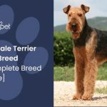 Canine_umbilical_hernia_a_comprehensive_guide