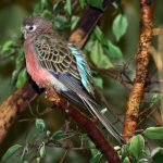 Caring_for_bourke_s_parakeets