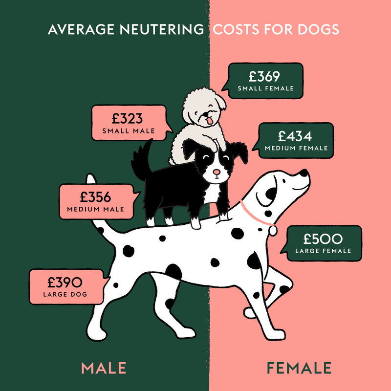 Castrated Male Dog Called