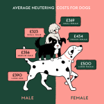 Castrated_male_dog_called