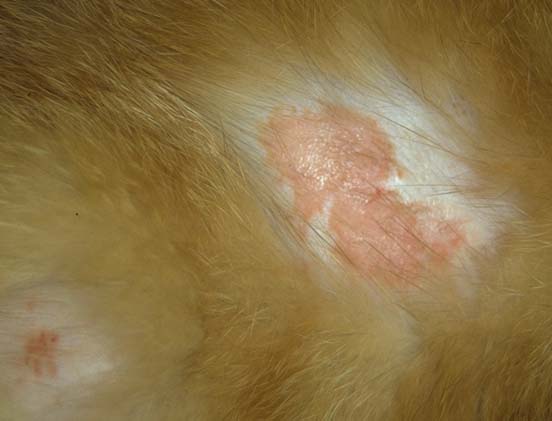 Cat Bacterial Infection of the Skin