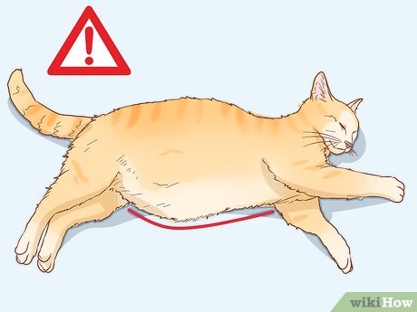 Cat Belly Distended