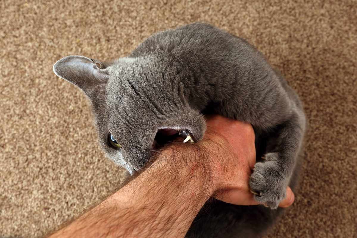 Cat Bites When Picked Up