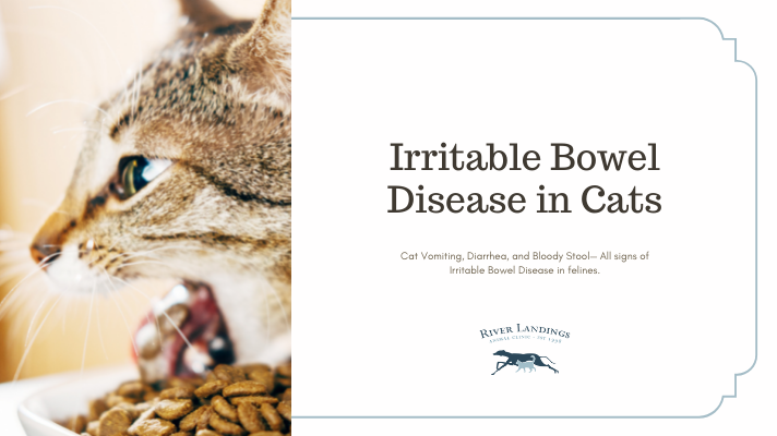 Cat Blood in Stool Vomiting_ A Potentially Alarming Symptom