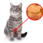 Cat Diarrhea Vomiting A Guide to Understanding the Symptoms_1