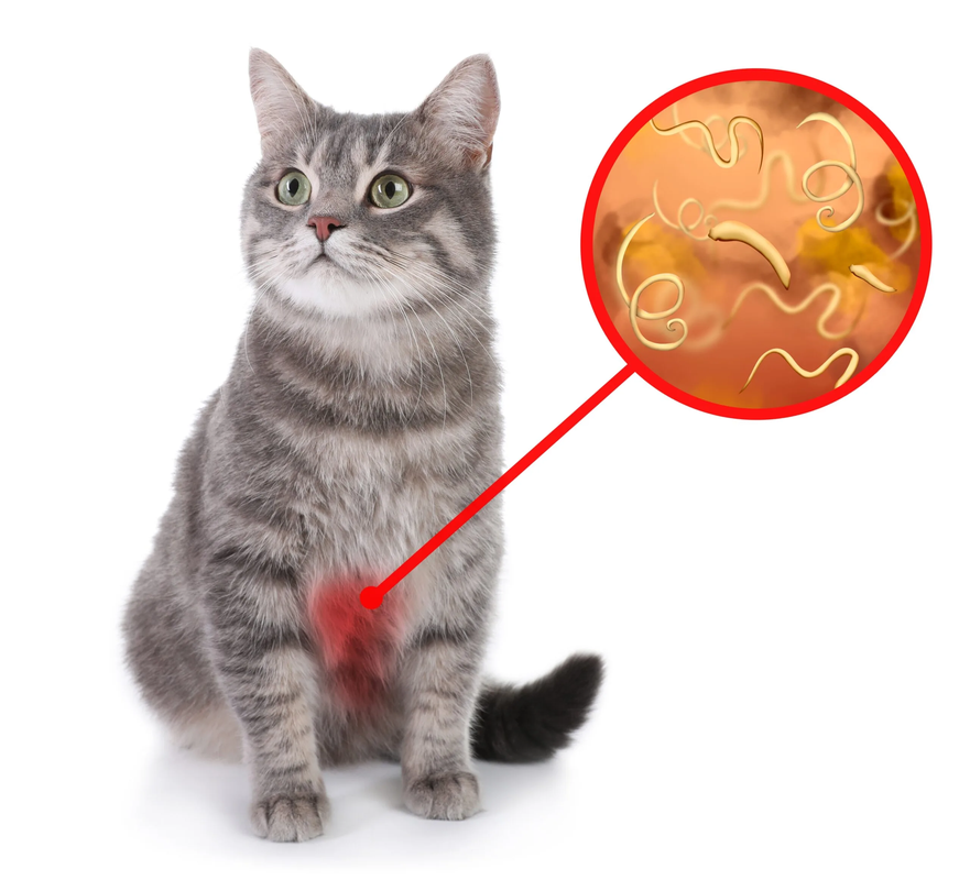 Cat Diarrhea Vomiting_ A Guide to Understanding the Symptoms
