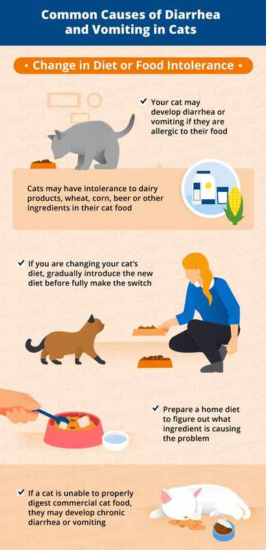 Cat Diarrhea Vomiting Not Eating