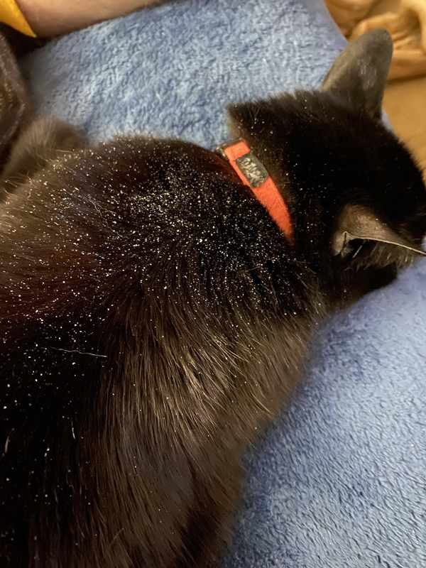 Cat Dry Skin On Back