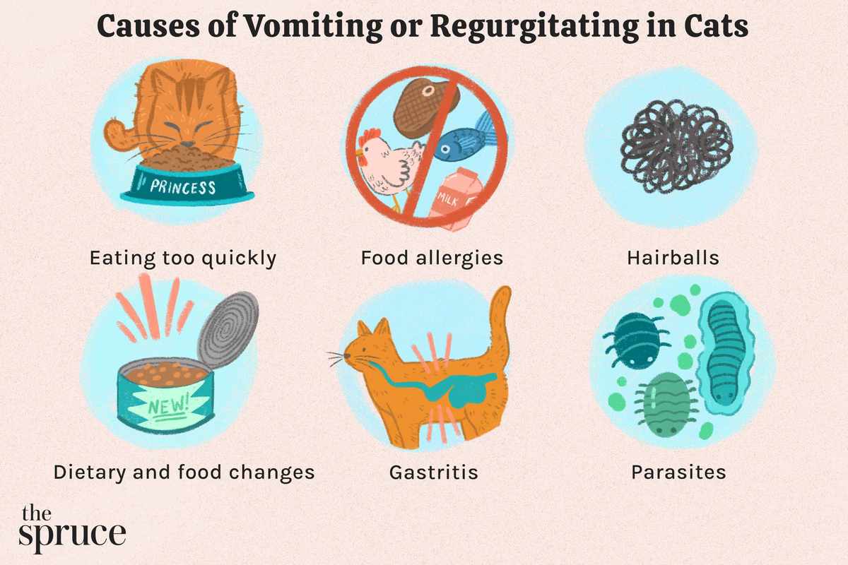 Cat Eats Food and Throws Up