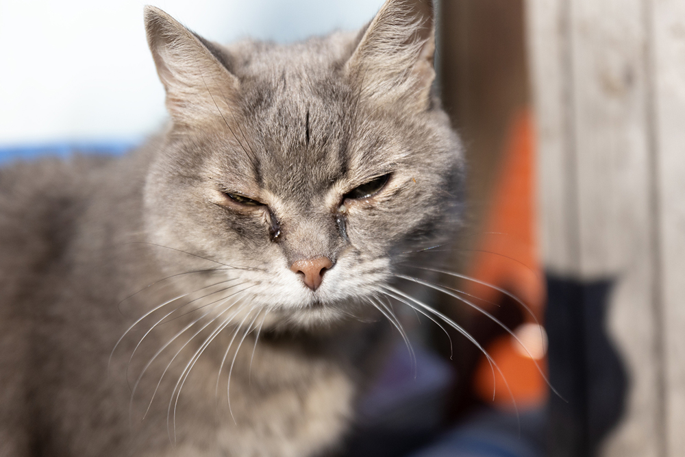 Cat Eye Cloudy and Dilated_ A Comprehensive Guide